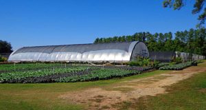 Locally grown plants